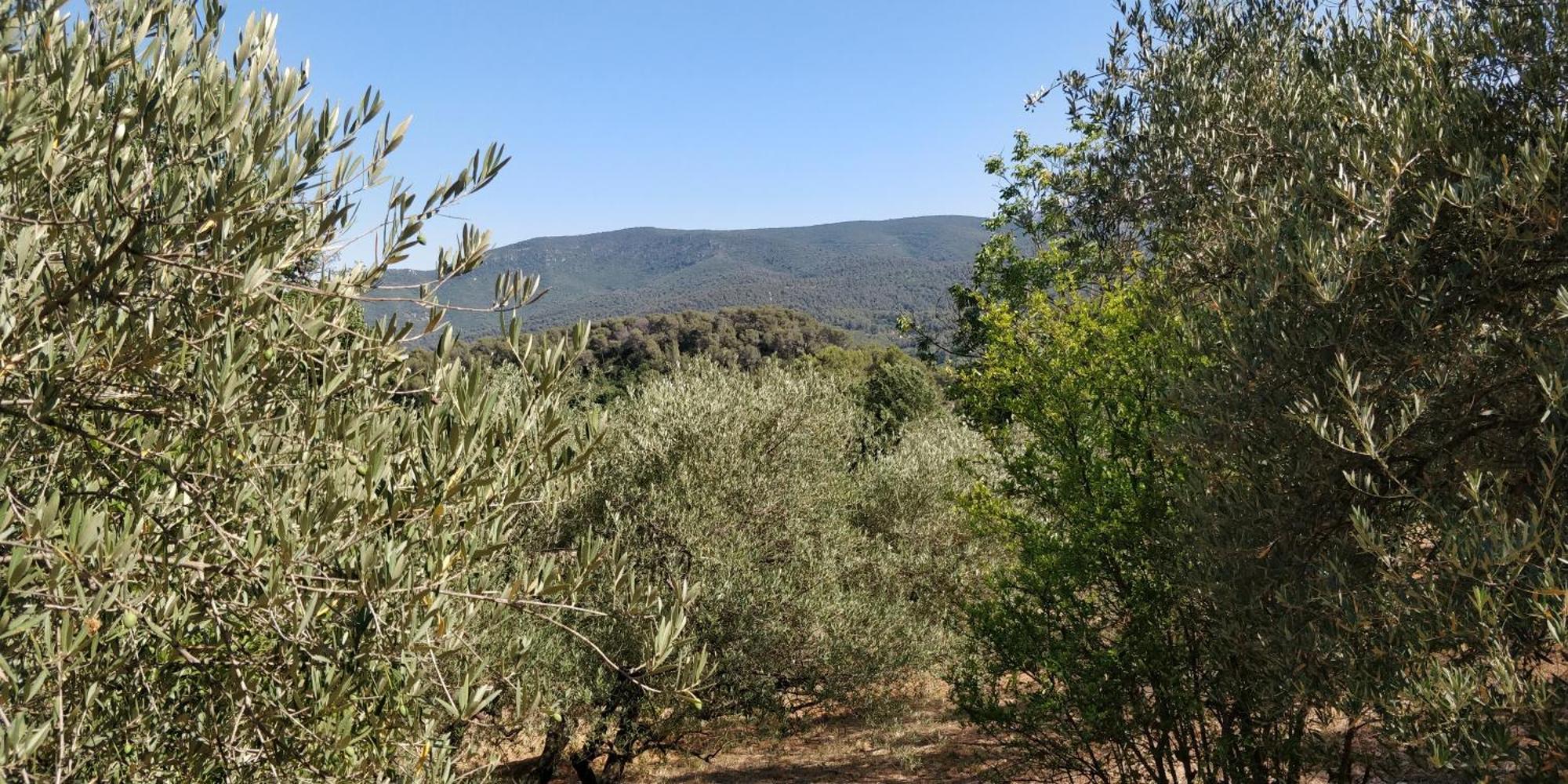 Villa Cigalons En Pleine Pinede Avec Piscine Chauffee De Mai A Septembre Auriol Exteriör bild